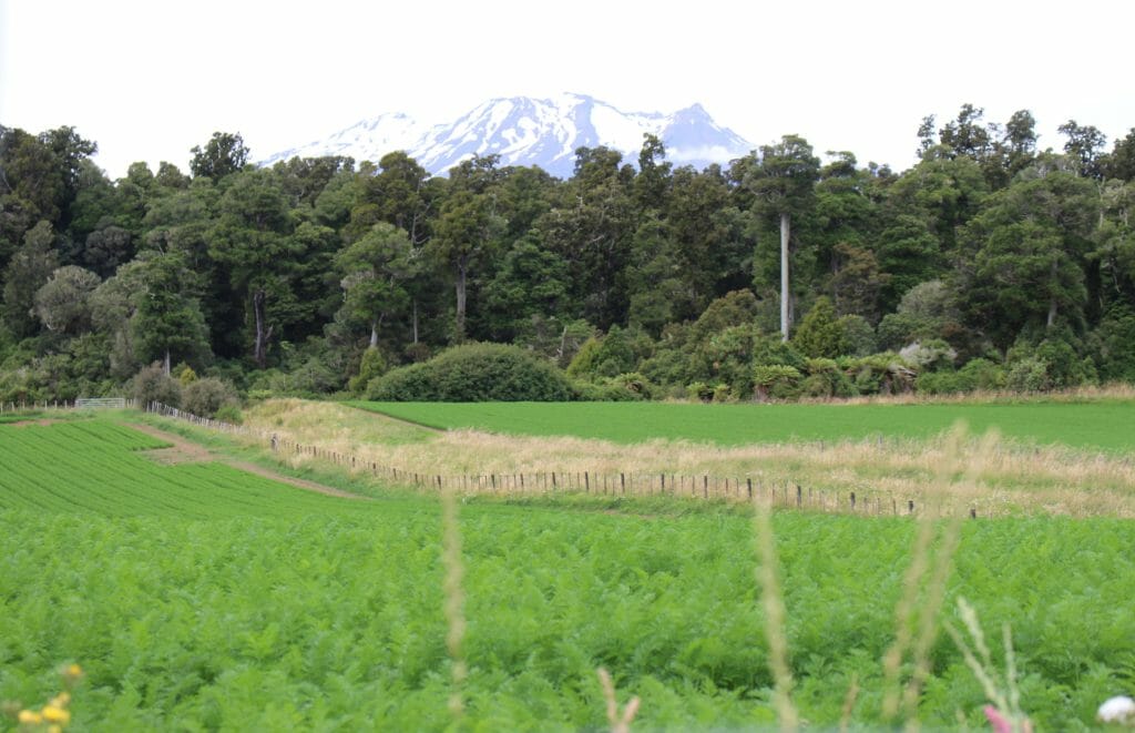 Mt Ruapehu