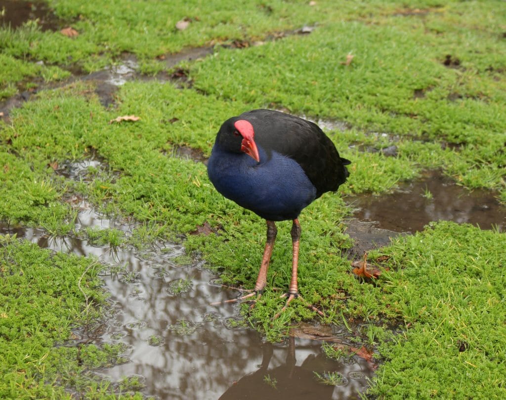 Pukeko