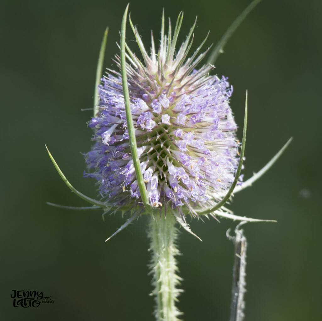 The Teasel Plant