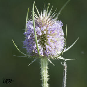 The Teasel Plant