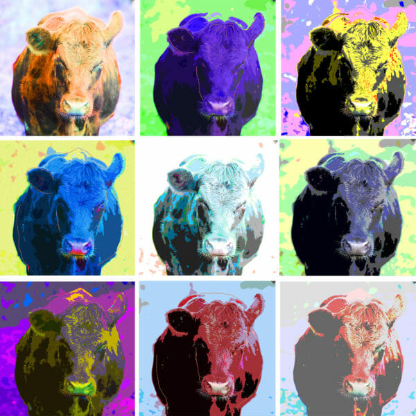 Collage of Cows