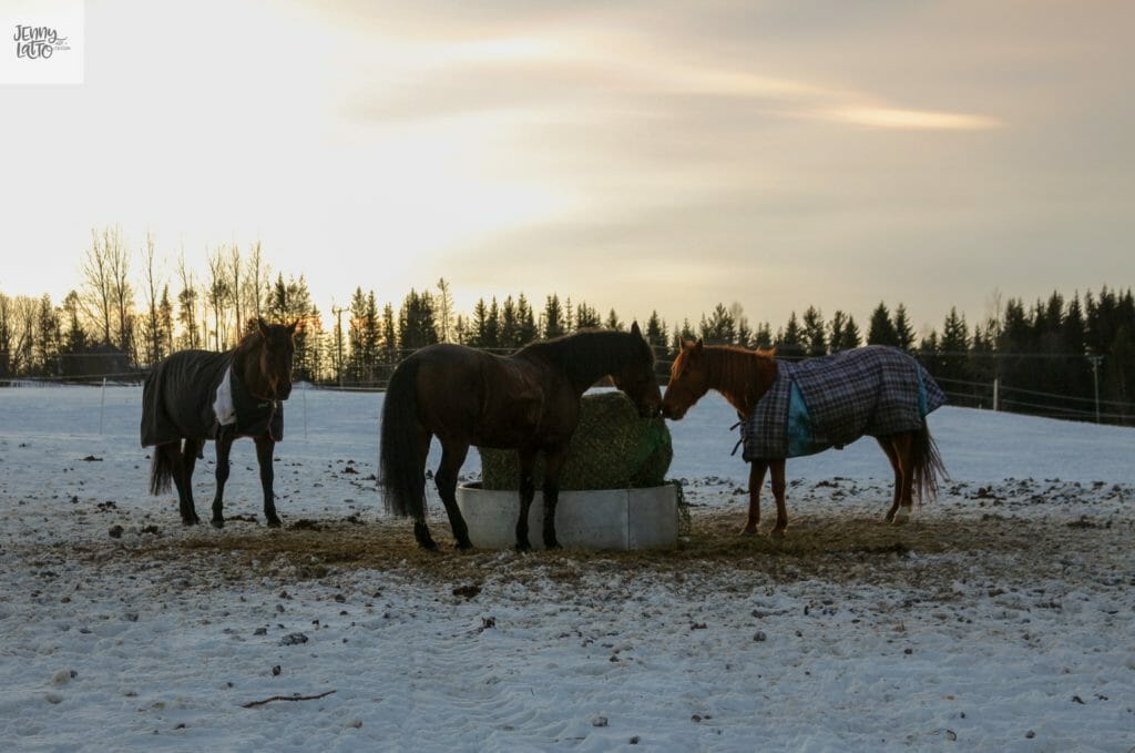 Horses in the Snow