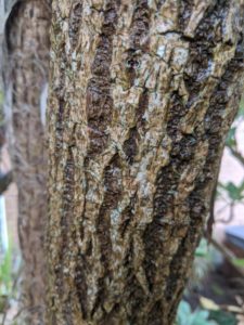 Cabbage Tree Ti Kouka