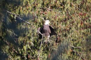 Eagle BC